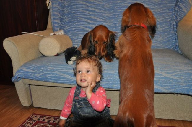 Jamnik d�ugow�osy